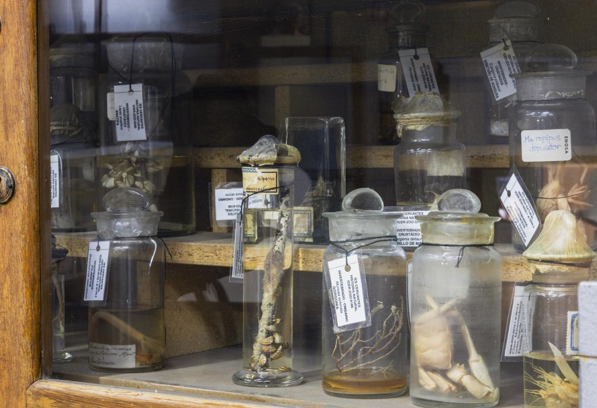 IES Cervantes. Miguel Ángel Camón Detalle de la colección científica del Instituto Enseñanza Secundaria Cervantes