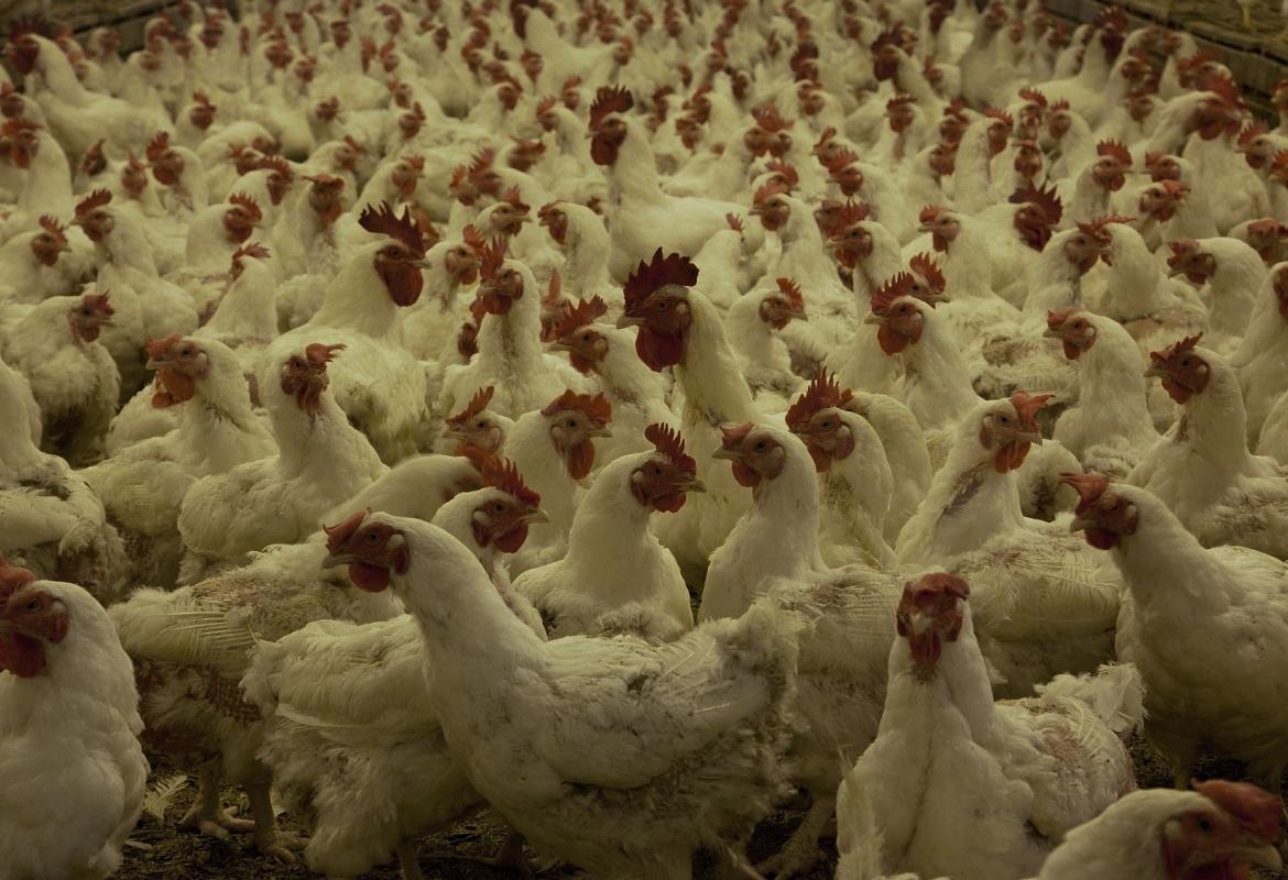 Granja de pollos desde arriba