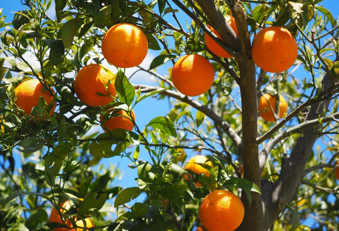 Árbol naranjo con naranjas