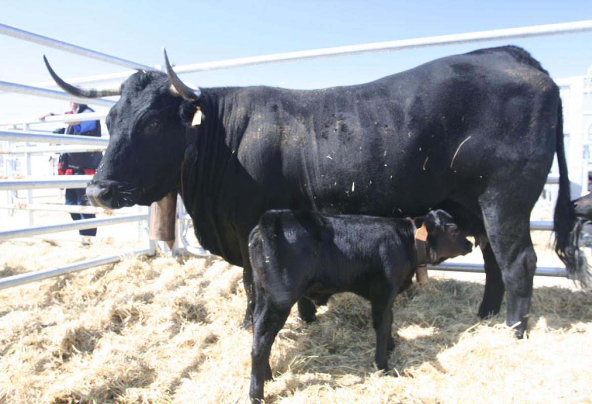 Razas_Raza bovino Avileña Negra ibérica