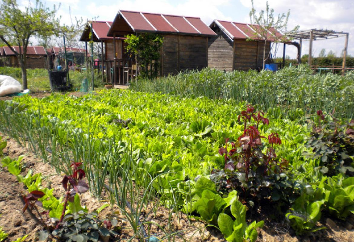 Huertos de ocio en el Centro de educación ambiental Caserío de Henares