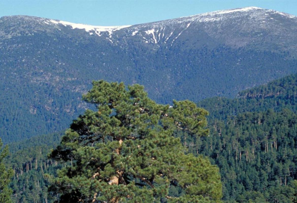 Pinos silvestres en la Sierra de Guadarrama