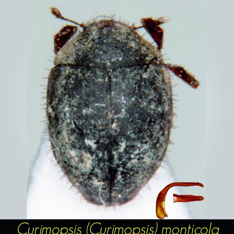 Curimopsis monticola