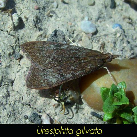 Uresiphita gilvata