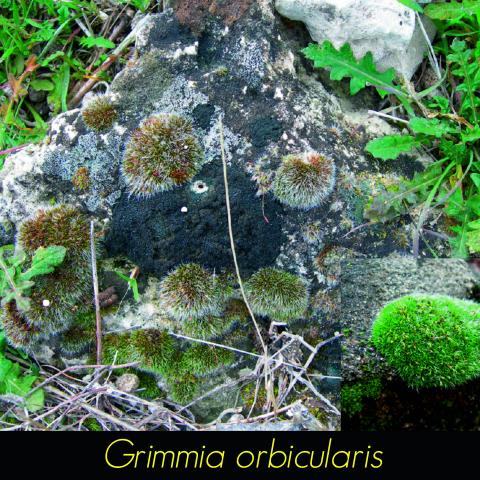 Grimmia orbicularis