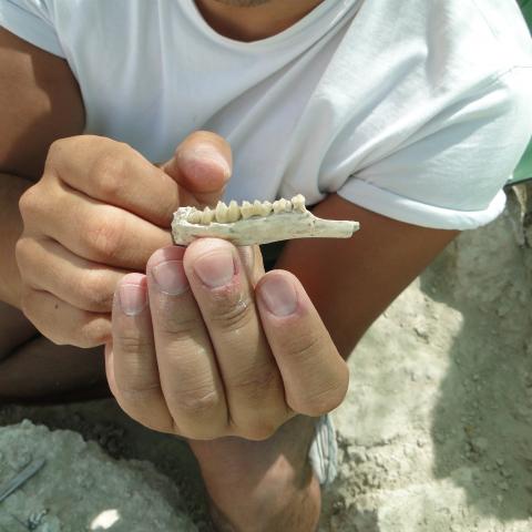 Imagen de mandíbula de pequeño rumiante en el Batallón 10