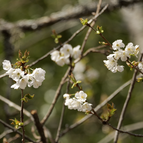Flor del cerezo