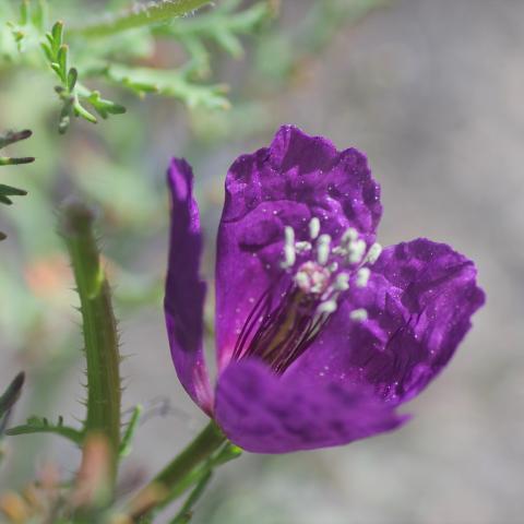 Roemeria hybrida