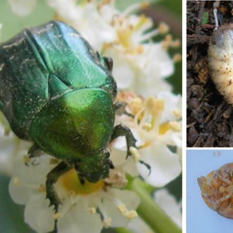 Cetonia aurataeformis