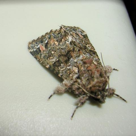 Callopistria latreillei