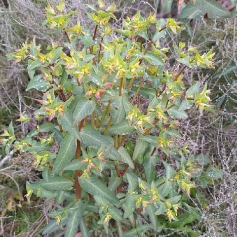 Euphorbia lagascae