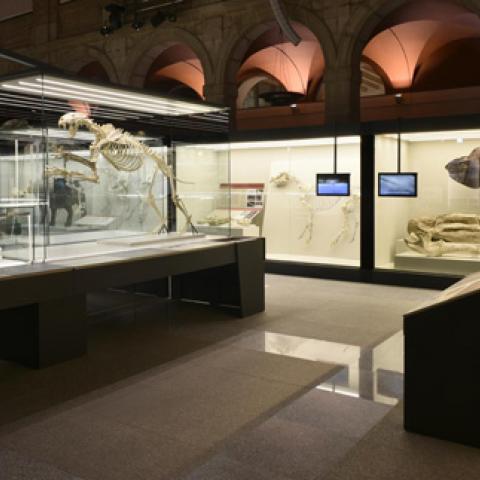 Imagen de la exposición de Batallones en 2017-2018