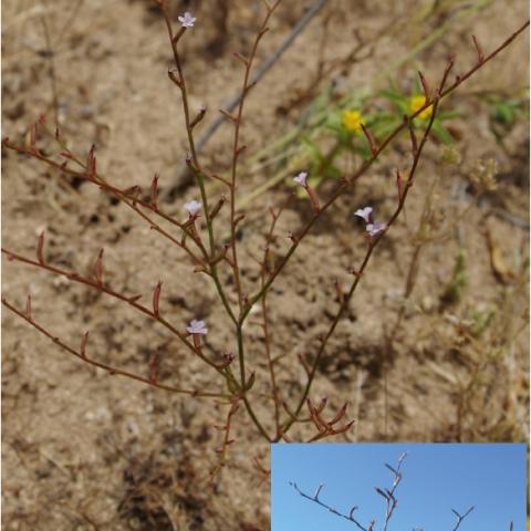 Foto de Limonium echioides