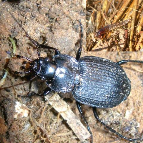 insecto junio 25