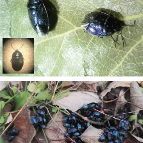 insecto mayo