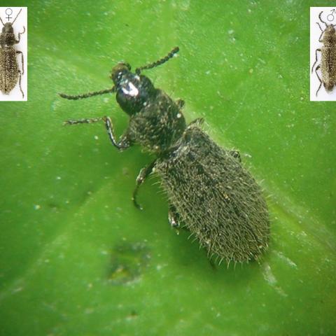 Foto de Protenicopus privignus