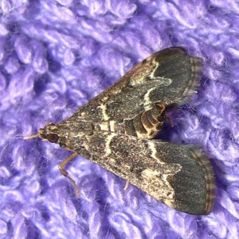 mariposa junio25