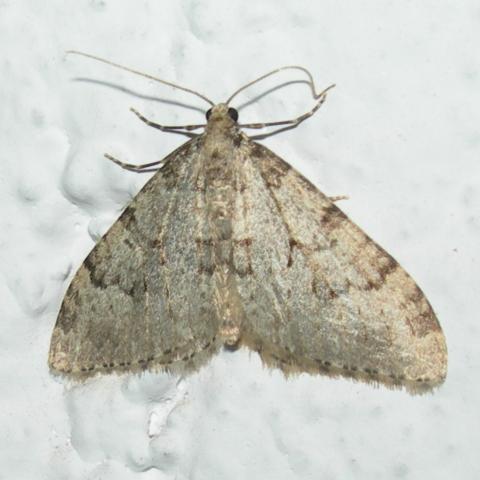 mariposa mayo