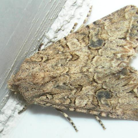 Foto de Anarta trifolii