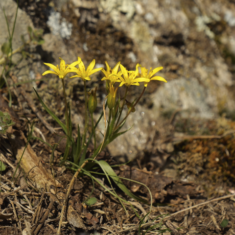"Gagea nevadensis"