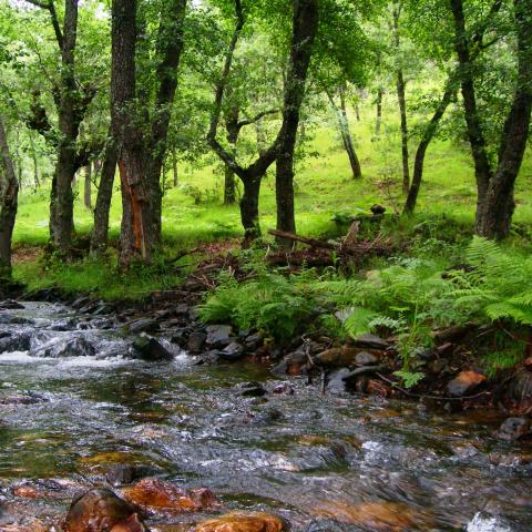 Reserva de la Biosfera Sierra del Rincón. Paisaje con río