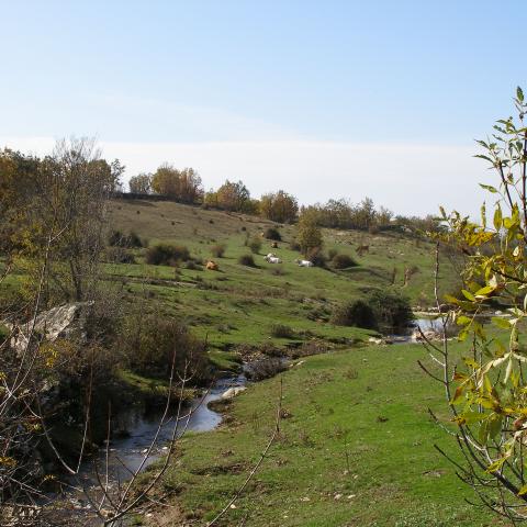Reserva de la Biosfera Sierra del Rincón. Paisaje con vacas