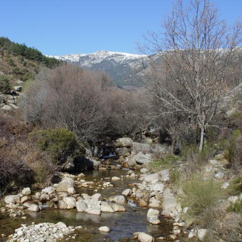 Parque Regional de la cuenca alta del Manzanares. Arroyo Mediano