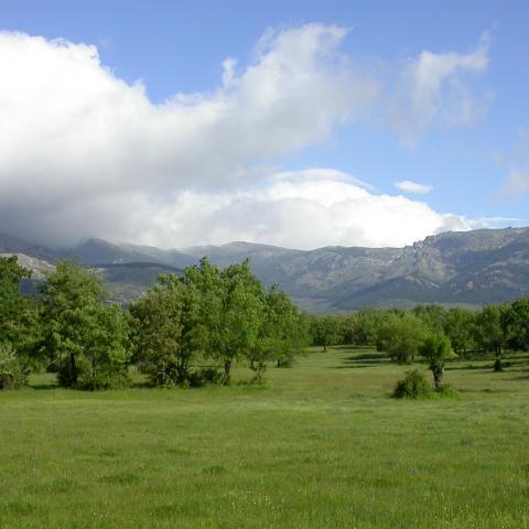 Parque Regional de la cuenca alta del Manzanares. Dehesa