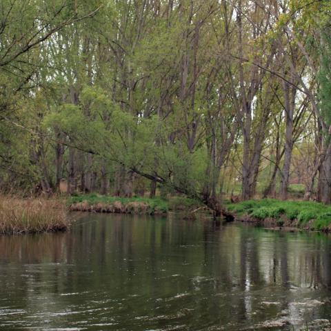 Parque Regional del Sureste_Rio Henares
