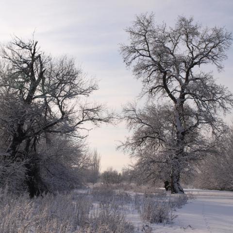 Parque Regional del Sureste_Soto de las Juntas nevado