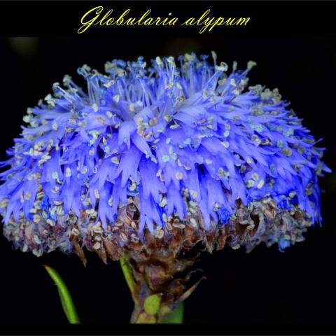 Globularia alypum