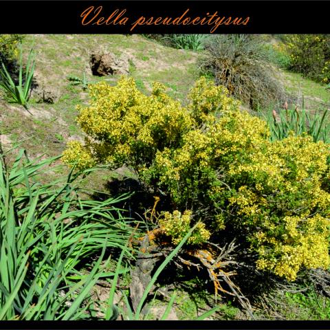 Vella pseudocitysus