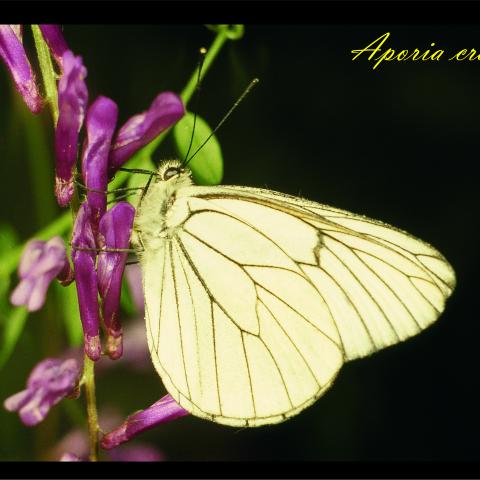 Aporia crataegi