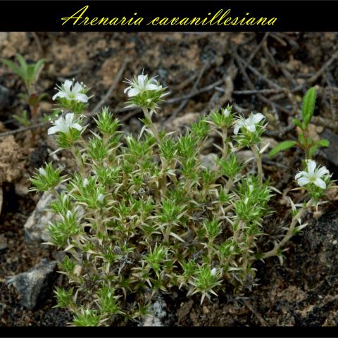Arenaria cavanillesiana