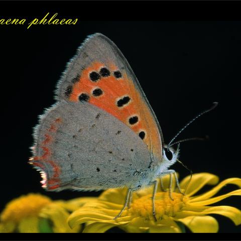 Lycaena phlaeas