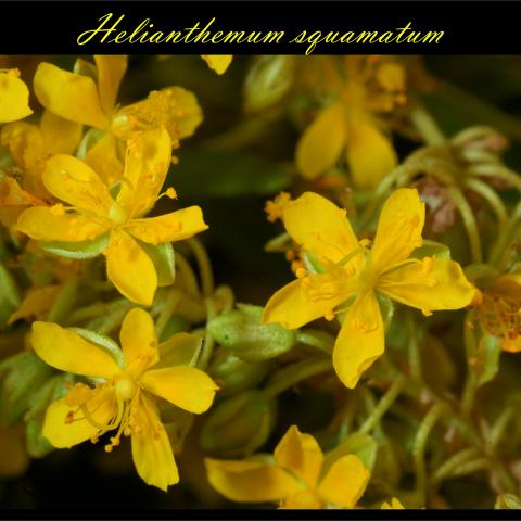Helianthemum squamatum