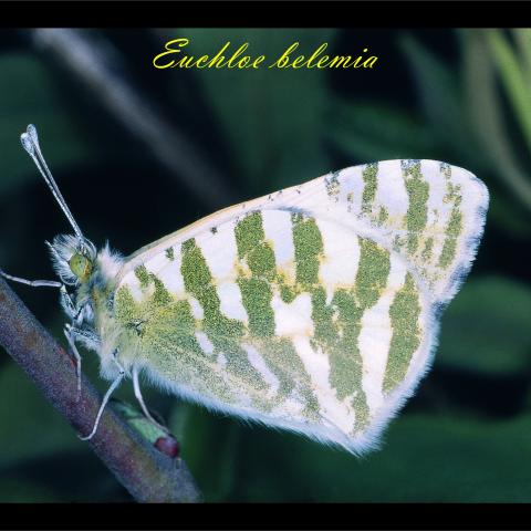 Euchloe belemia