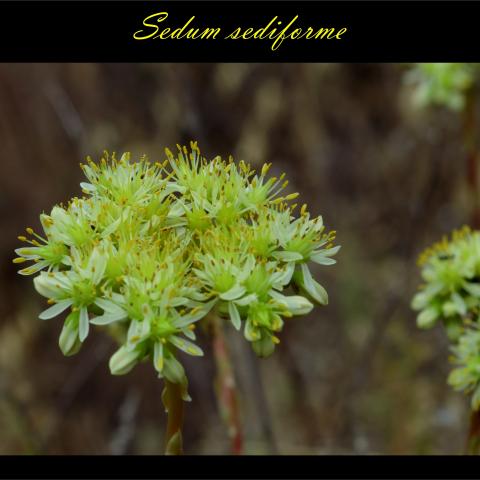 Sedum sediforme