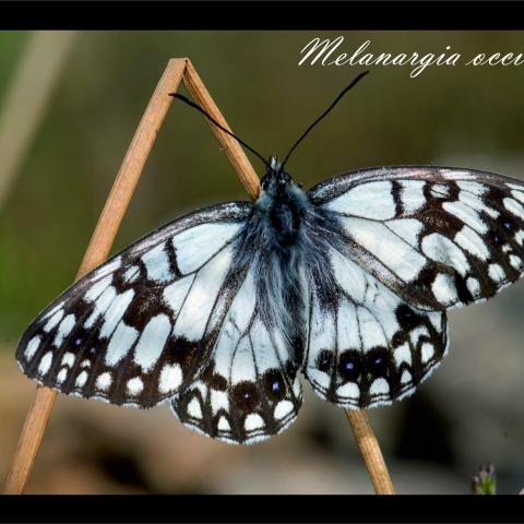 Melanargia occitanica