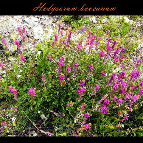 Hedysarum boveanum