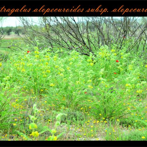 Astragalus alopecuroides