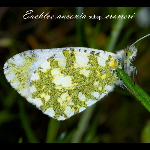 Euchloe ausonia