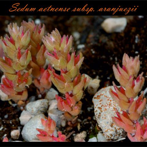 Sedum aetnense