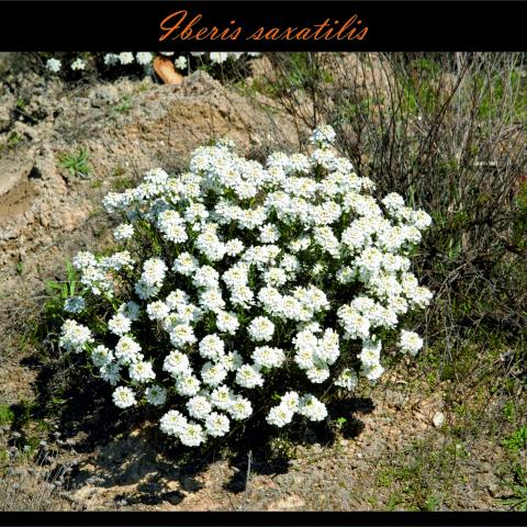 Iberis saxatilis