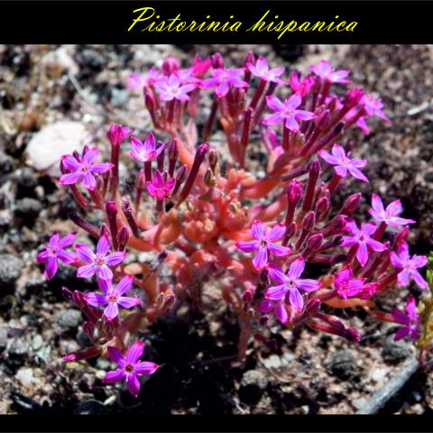 Pistorinia_hispanica