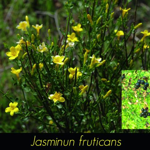 Jasminun fruticans