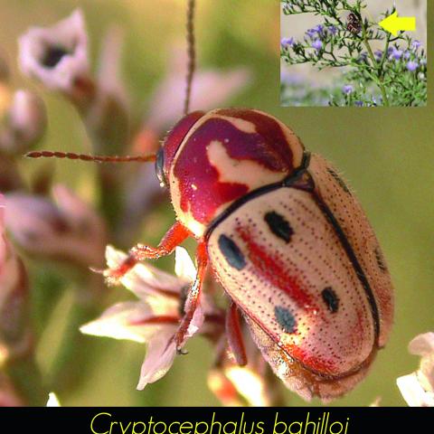 Cryptocephalus bahilloi