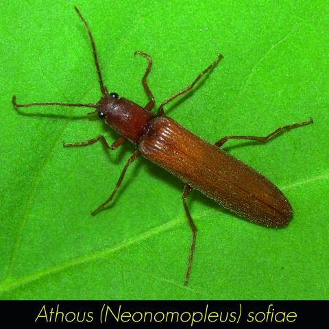Athous neonomopleus sofiae