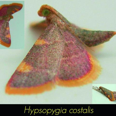 Hypsopygia costalis