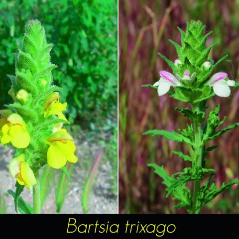 Bartsia trixago